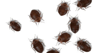Elite Pest Control Service Exterminator