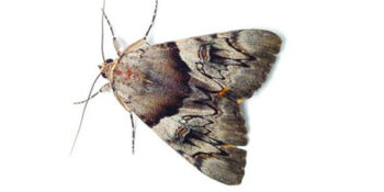 Elite Pest Control Service Exterminator